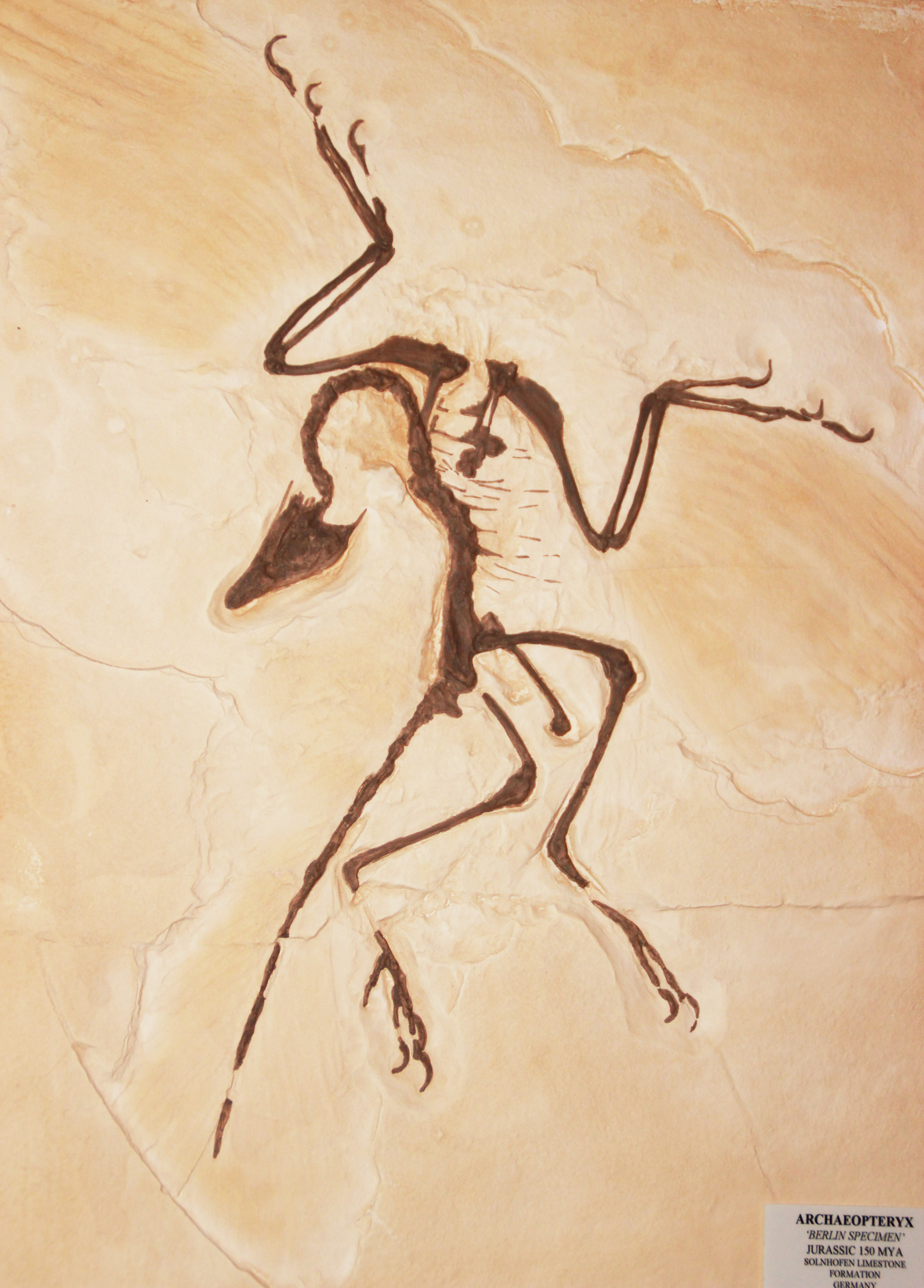 real archaeopteryx fossil
