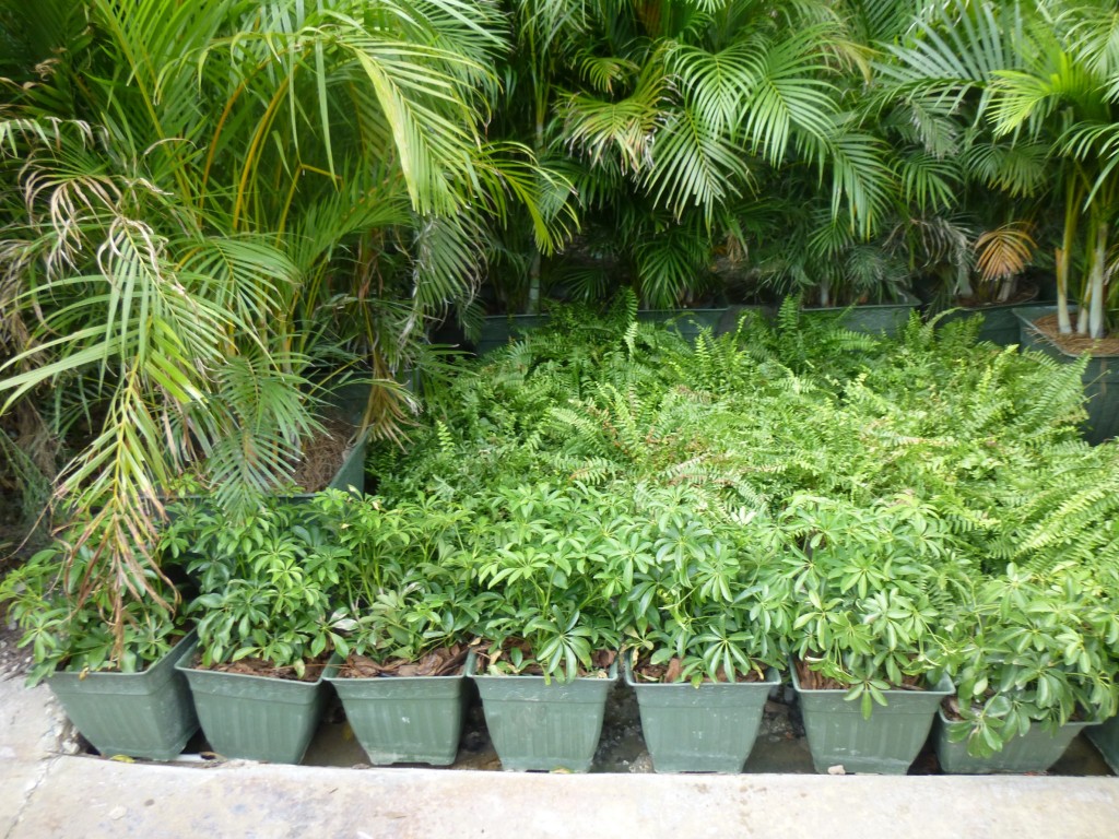 Potted plants in the hole where the base of the Arch was located