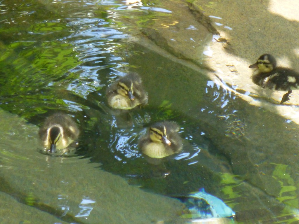 I leave you with a picture of some swimming duckies near Camp Jurassic. Awwww.