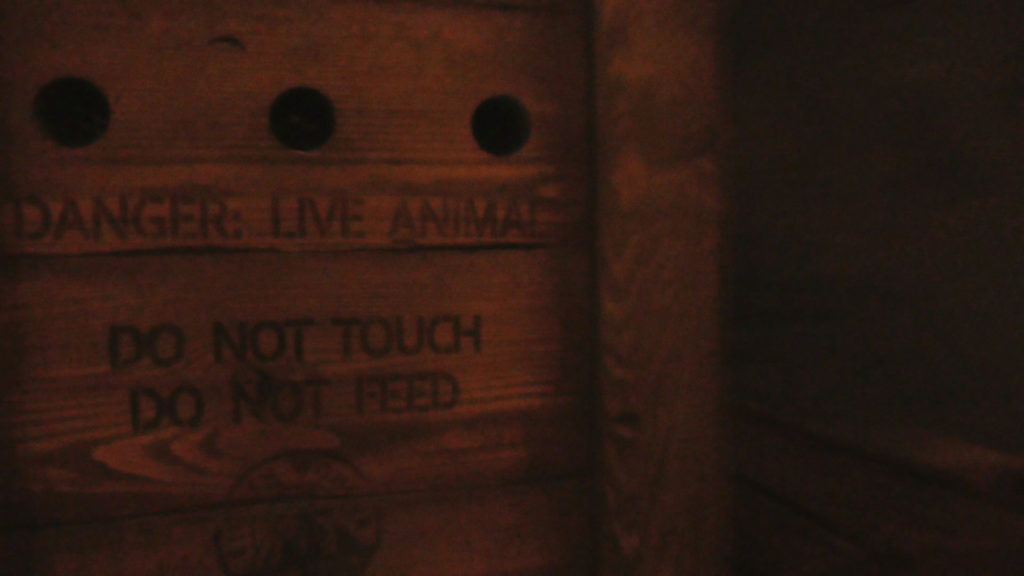"Live Animal" in box. Makes noise as you pass by