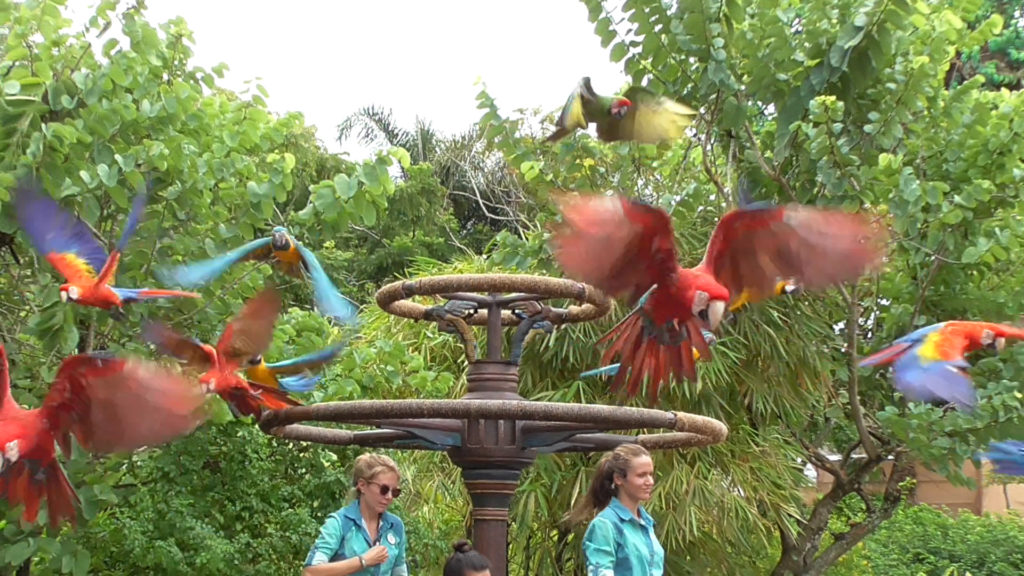Flying Macaws! Check out the macaw video here!