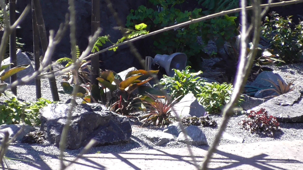 A not-so-hidden speaker among the plants