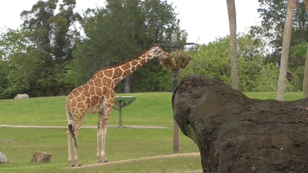 Giraffe enjoying his lunch while construction continues nearby