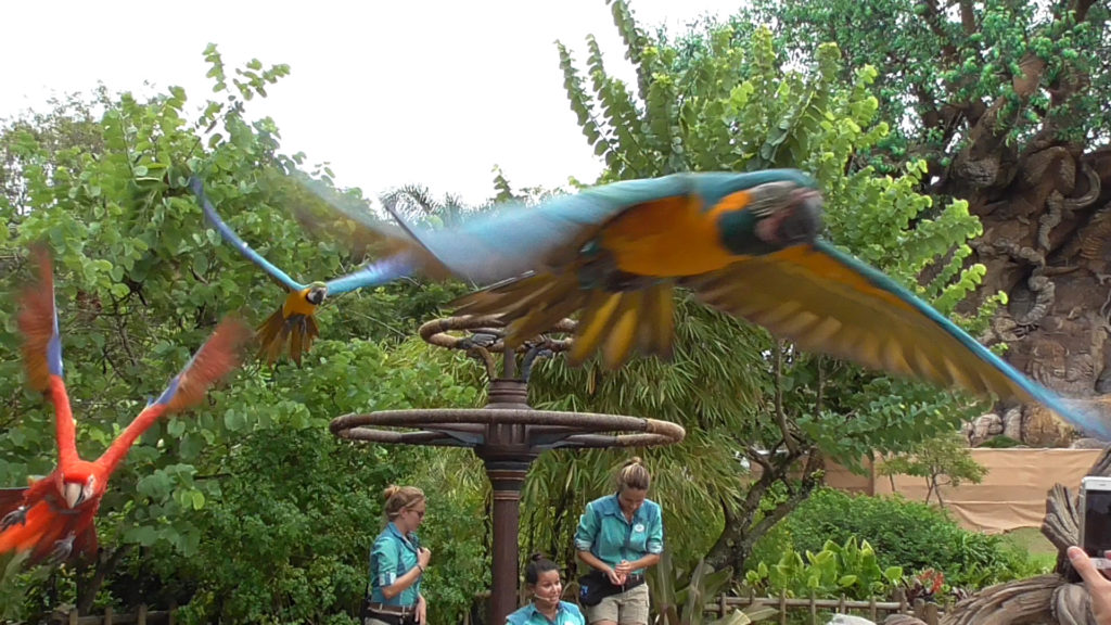 Look out! Parrot! Check out the video here!