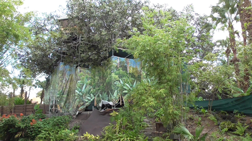 Treehouse poking up above the scaffolding